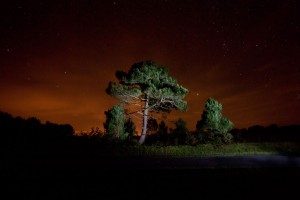 François Delebecque © , Nocturnes végétales, 2011-2015
