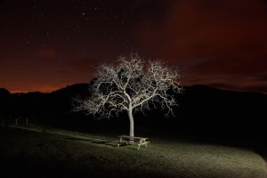 François Delebecque © , Nocturnes végétales, 2011-2015