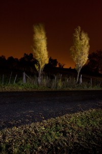 François Delebecque © , Nocturnes végétales, 2011-2015