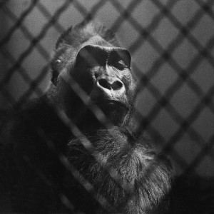 François Delebecque © , Gorilles, 1980