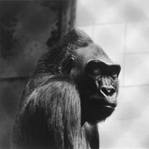 François Delebecque © , Gorilles, 1980