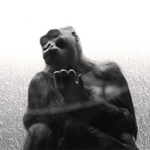 François Delebecque © ,Gorilles, 1980