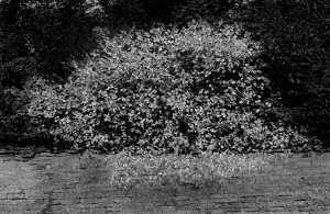 François Delebecque © , Natures souples, 1979-1989