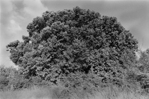 François Delebecque © , Natures Souples, 1979-1989