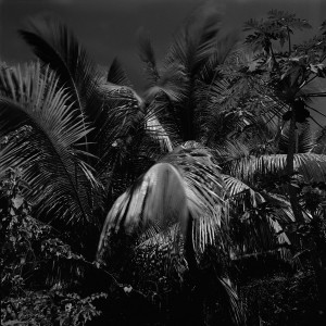 François Delebecque © , Natures souples, 1979-1989