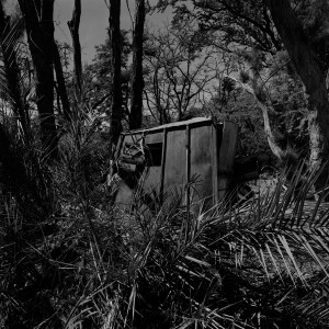 François Delebecque © , Natures souples, 1979-1989