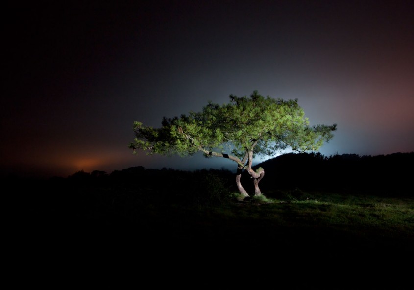 François Delebecque © , Nocturnes végétales, 2011-2015