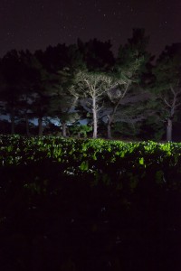 François Delebecque © , Nocturnes végétales, 2011-2015