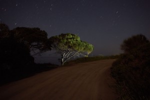 François Delebecque © , Nocturnes végétales, 2011-2015
