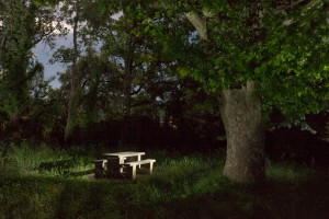 François Delebecque © , Nocturnes végétales, 2011-2015