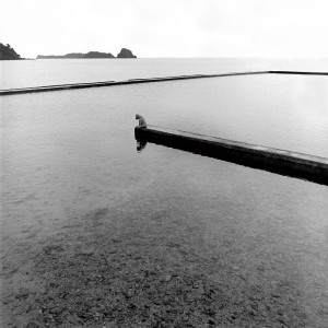 François Delebecque © , Les songes de l'ours, 2001-2003