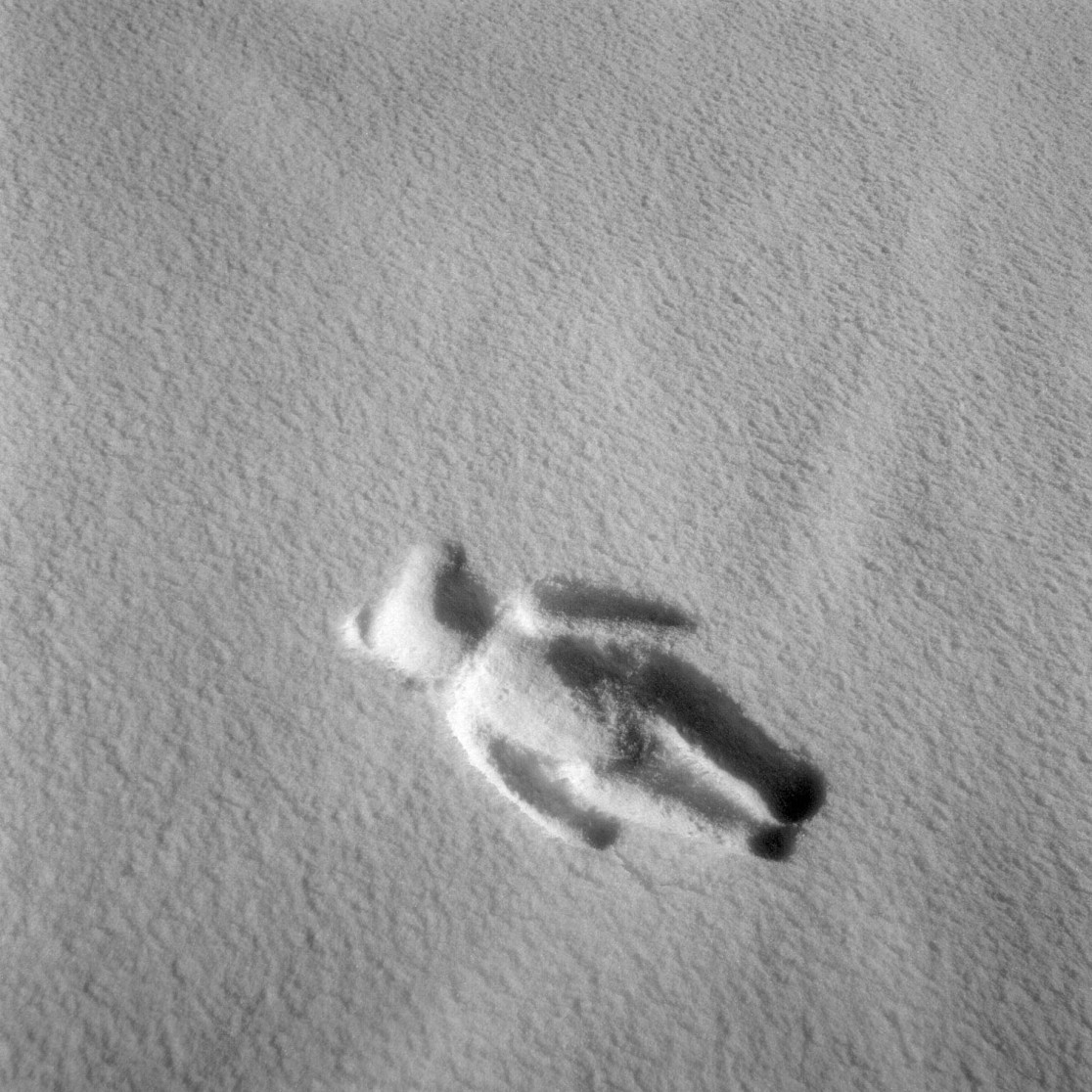 François Delebecque © , Les songes de l'ours, 2001-2003