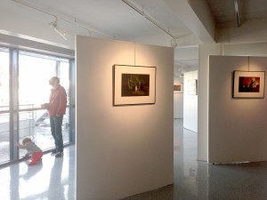 François Delebecque, exposition "Nocturnes végétales", Photofolies