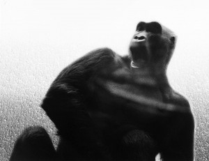 François Delebecque © , Gorilles, 1980